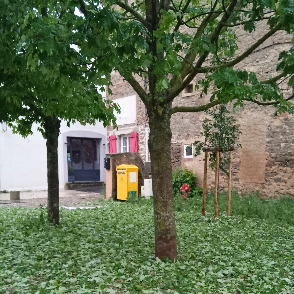 feuilles d'arbres arrachées par la grêle en mai 2024 à Montlaur