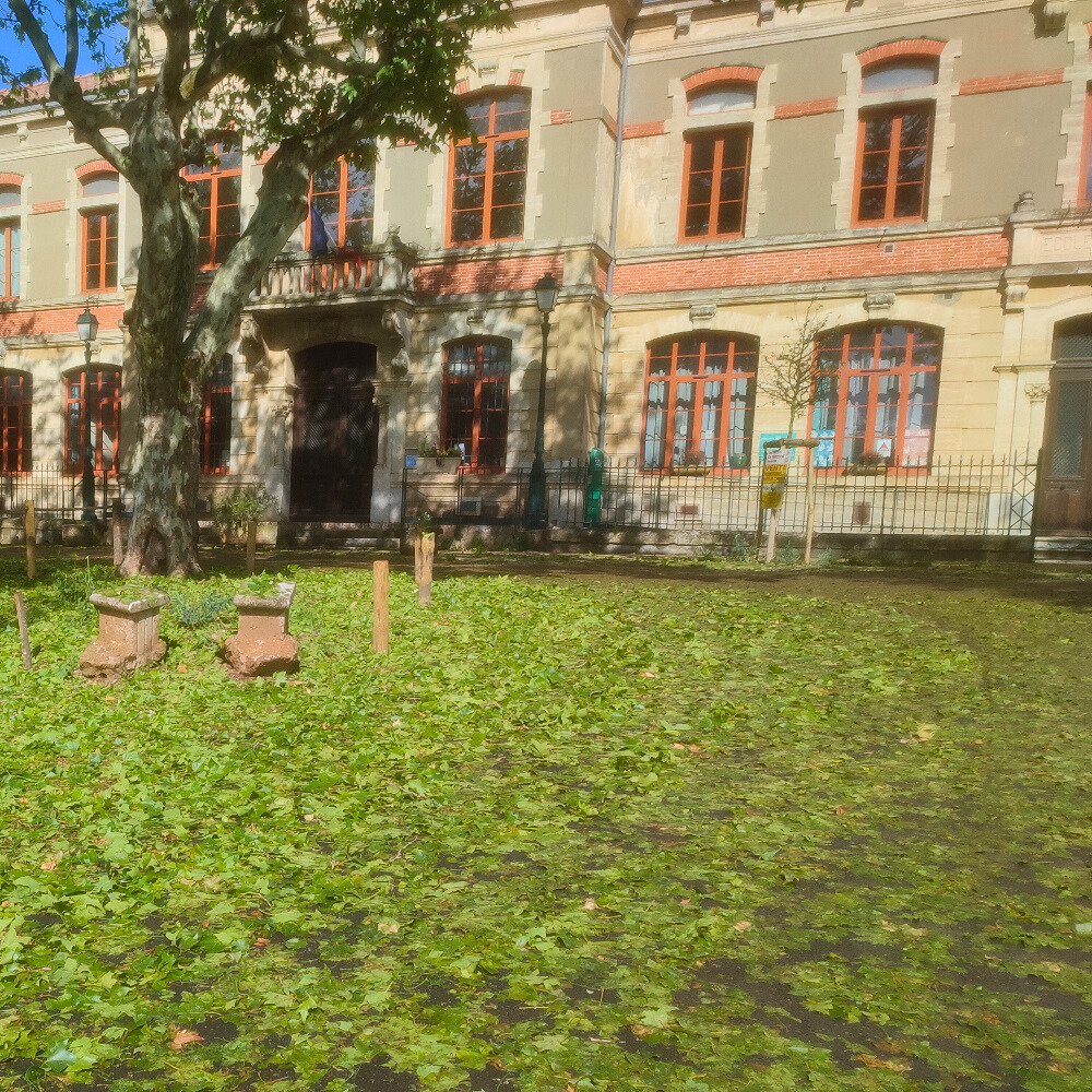 sol jonché de feuilles de platanes, déchiquetées par le grêle en mai 2024 à Montlaur (Aude)