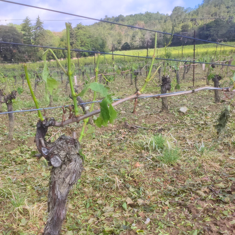 La vigne, ravagée par la grêle en mai 2024 à Montlaur