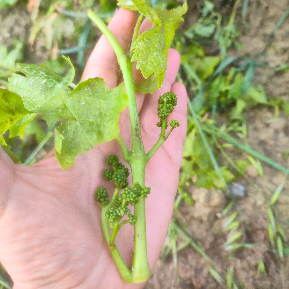 rameau de vigne, arraché par la grêle de mai 1024 à Montlaur (Aude)